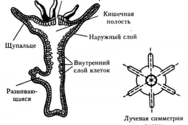 Кракен сайт маркет