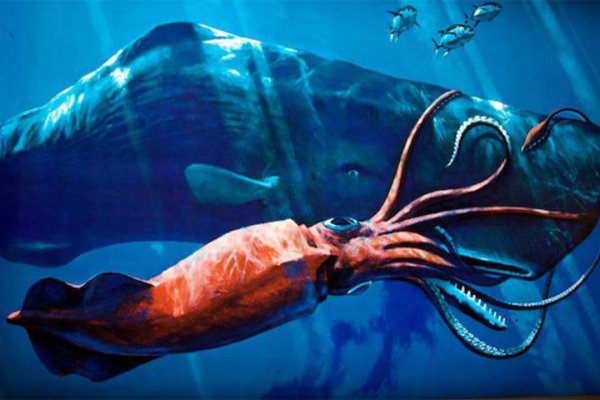 Сайт kraken в tor