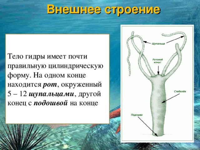 Кракен онион тор